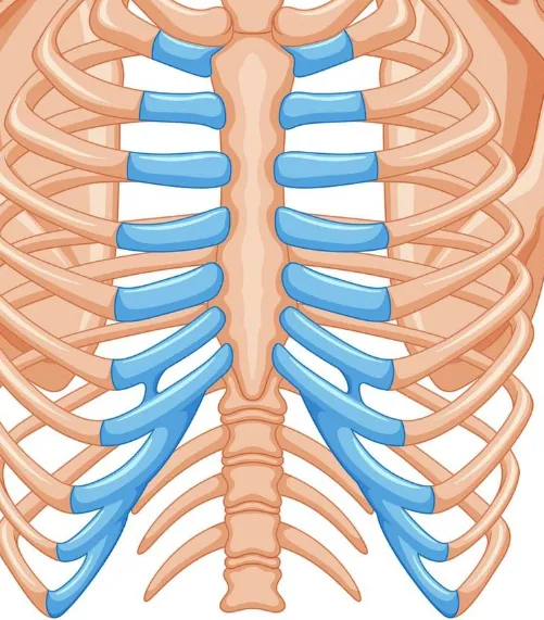 Kaburga Şekillendirme (Rib Remodeling) Nedir? Sizin İçin Uygun mu?